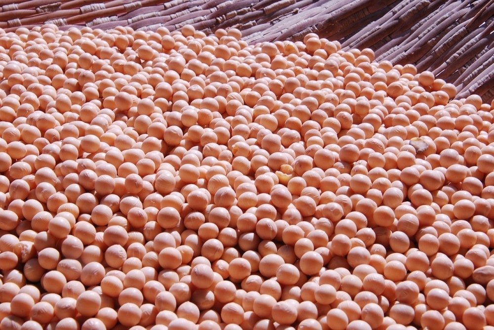 Grain market prices: Will soybean change the value of corn?