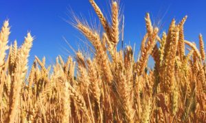 AG Weekly: U.S. market stabilizing, Europe's wheat of bad quality