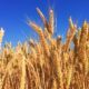 AG Weekly: U.S. market stabilizing, Europe's wheat of bad quality