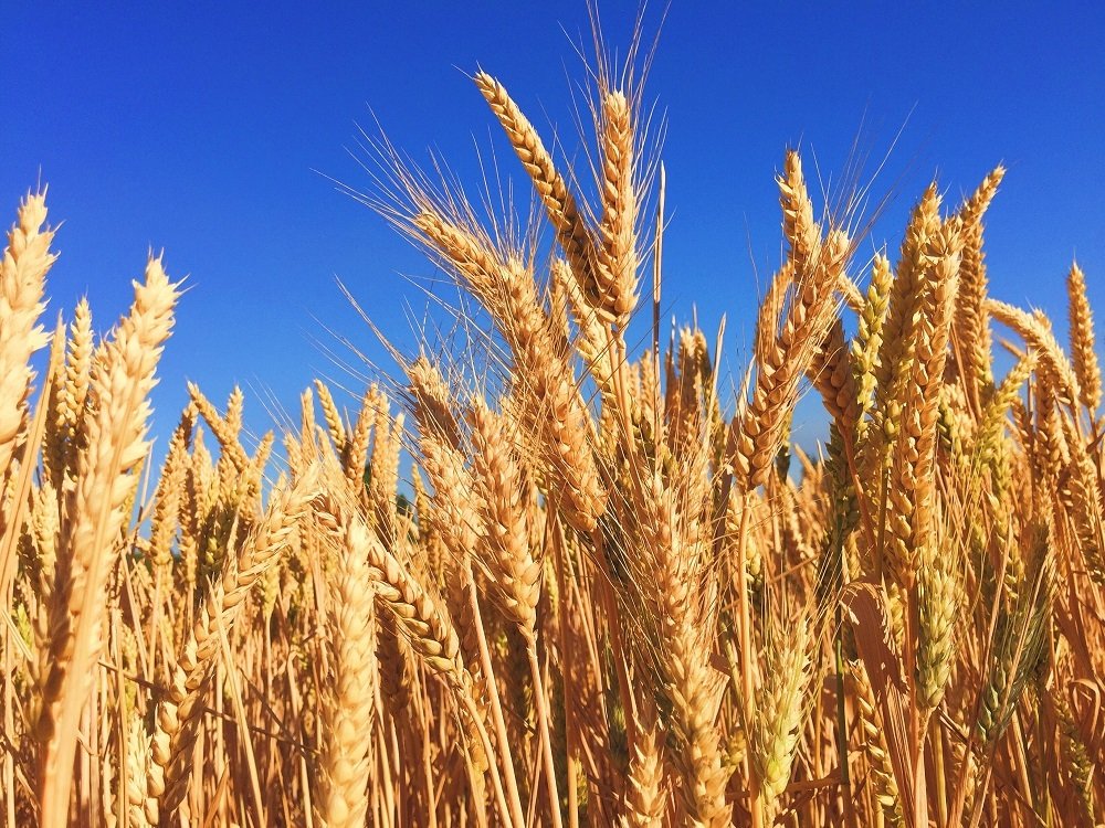 AG Weekly: U.S. market stabilizing, Europe's wheat of bad quality