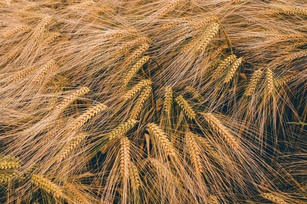 Why this spring's wheat stock market has turned into roller coaster