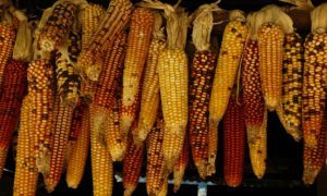 US corn acreage 4 million acres shorter this year, South American crops ready for harvest