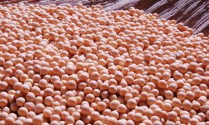 The soybeans market expected to rise in March