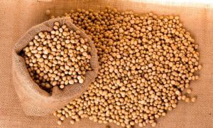 Will the soybean market rise in 2017, despite bad weather conditions?