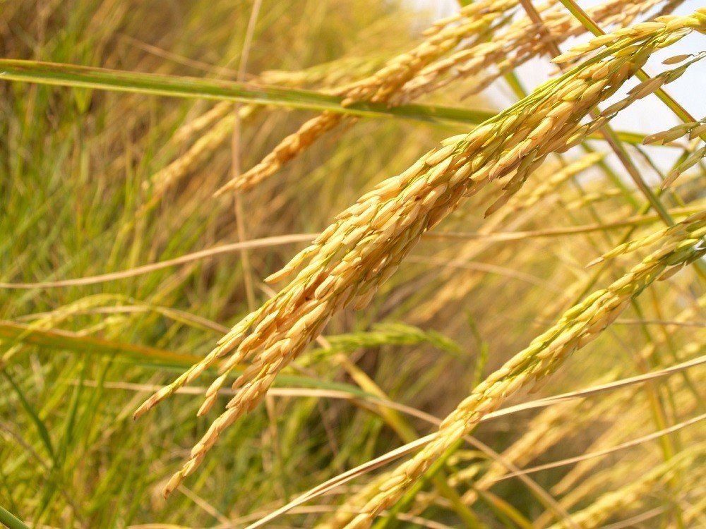 Arkansas farmers lost approximately 180.000 acres of rice due to heavy flooding