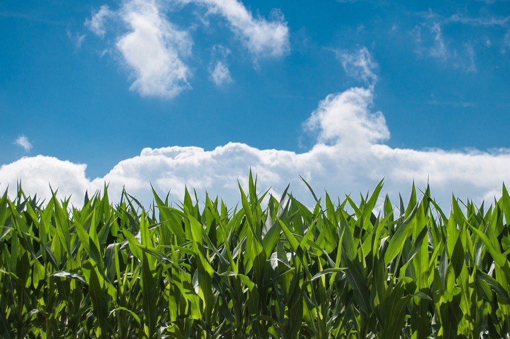 Flooding and cold soils are threatening the corn production