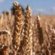 Why wheat planting in Canada has been delayed