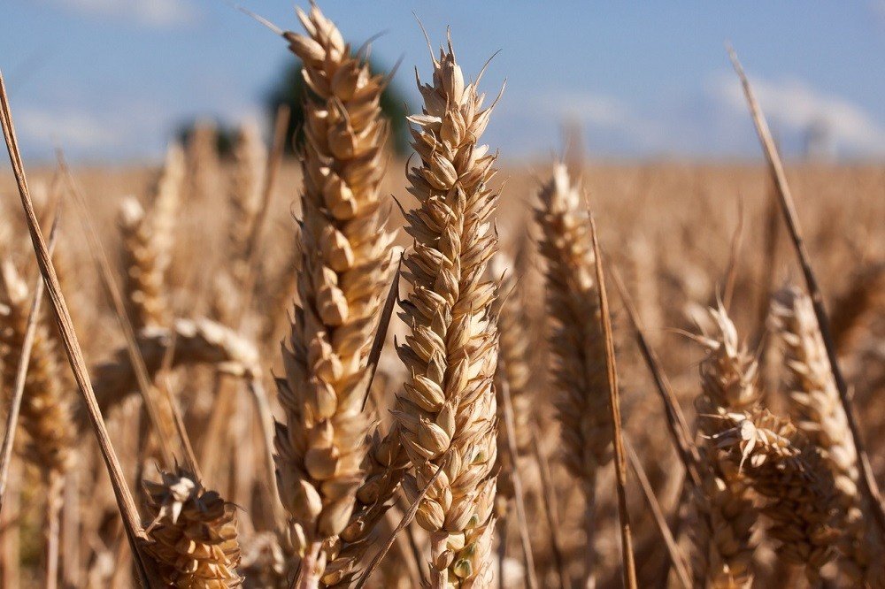 Why wheat planting in Canada has been delayed