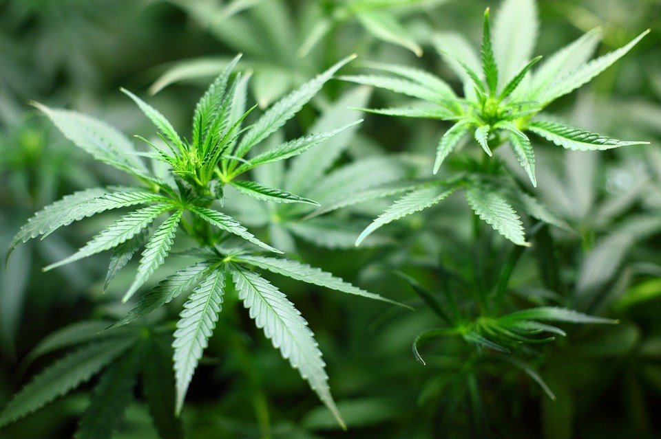 A pharmaceutical company is working to prove cannabis can cure cancer