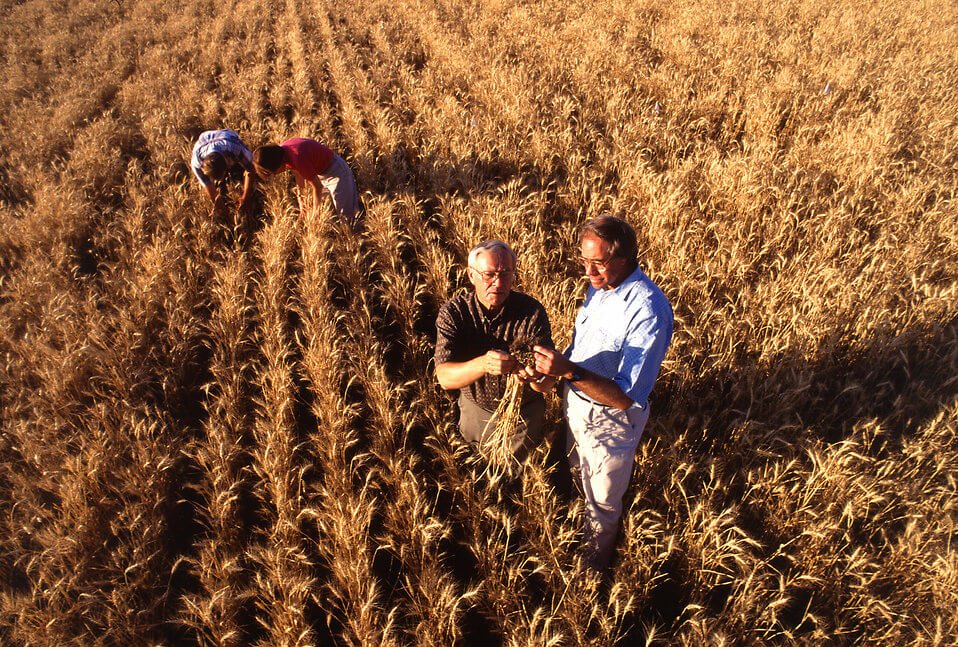 US wheat markets edge lower on prospects of huge world production increase