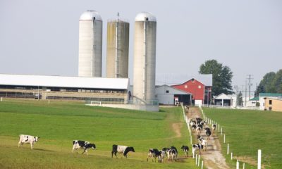 Dairy farms