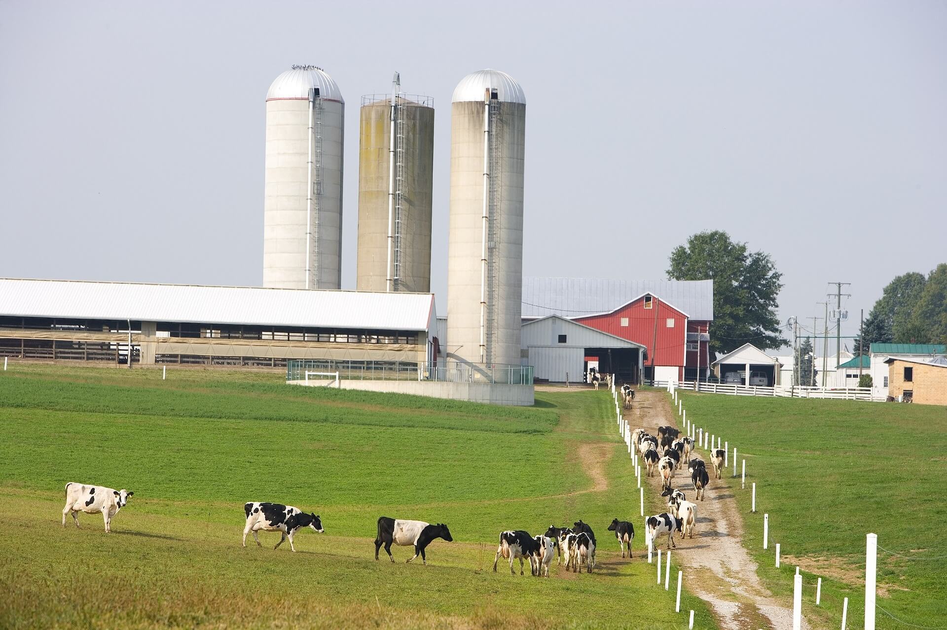 Dairy farms
