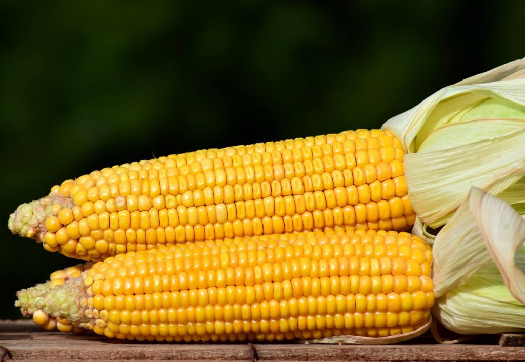 Corn yields