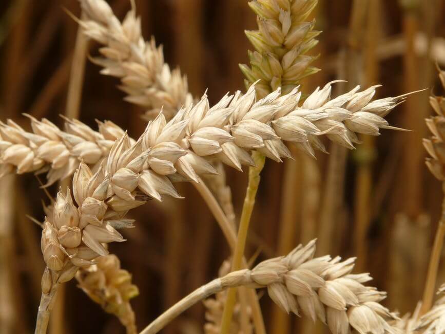 USDA report Brown wheat.