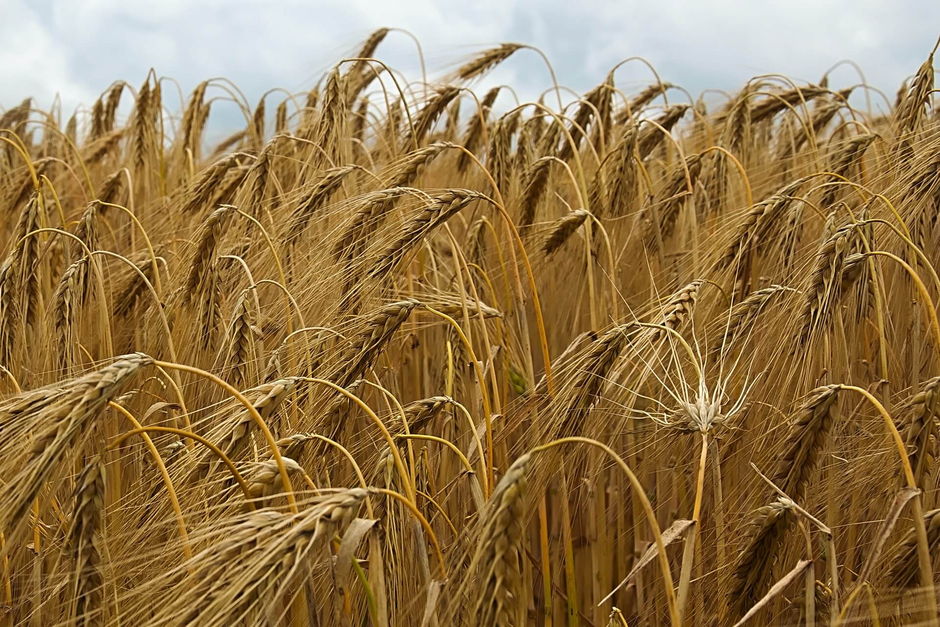 Ukrainian barley