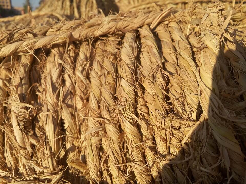 Industrial hemp