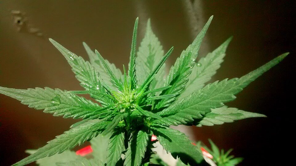 marijuana plant. 