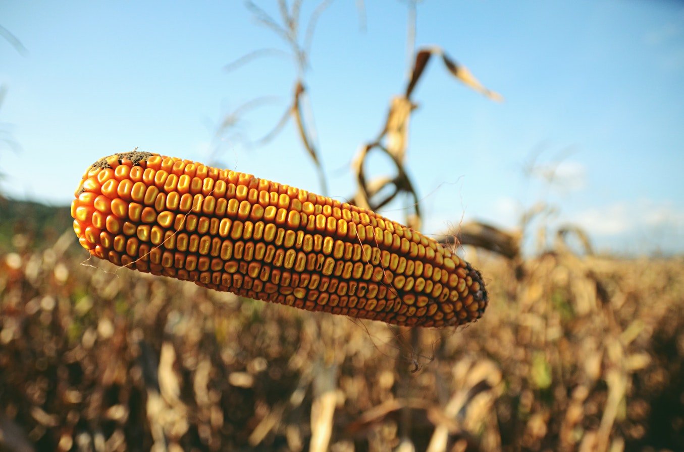 Ukraine and Russia face tough competition on world corn market.