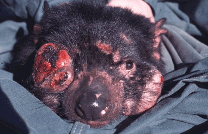 Tasmanian devil with the Devil Facial Tumour Disease