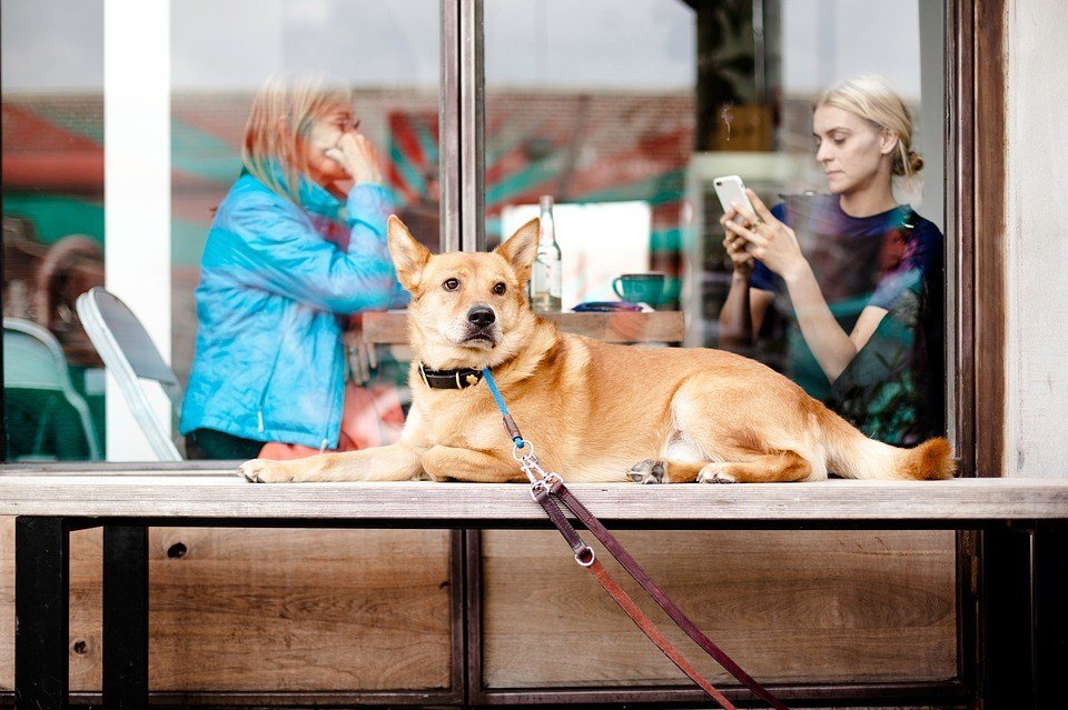 Get your pet some upgrades by trying out Jeweleash' fancy pet products that include Swarovski-studded leashes. (Source)