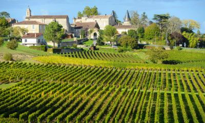 vineyard in bordeaux