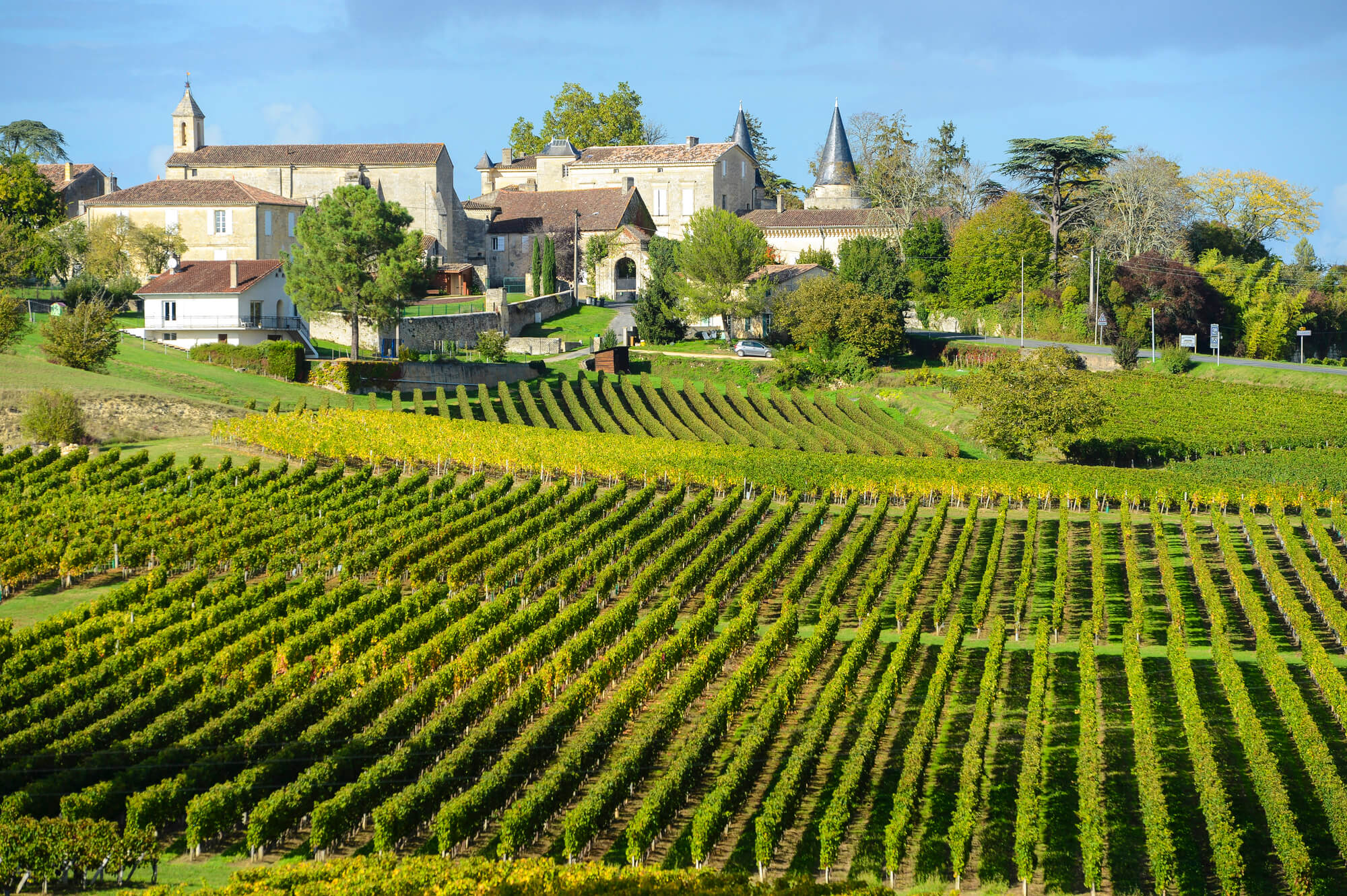 vineyard in bordeaux