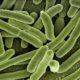 koli bacteria