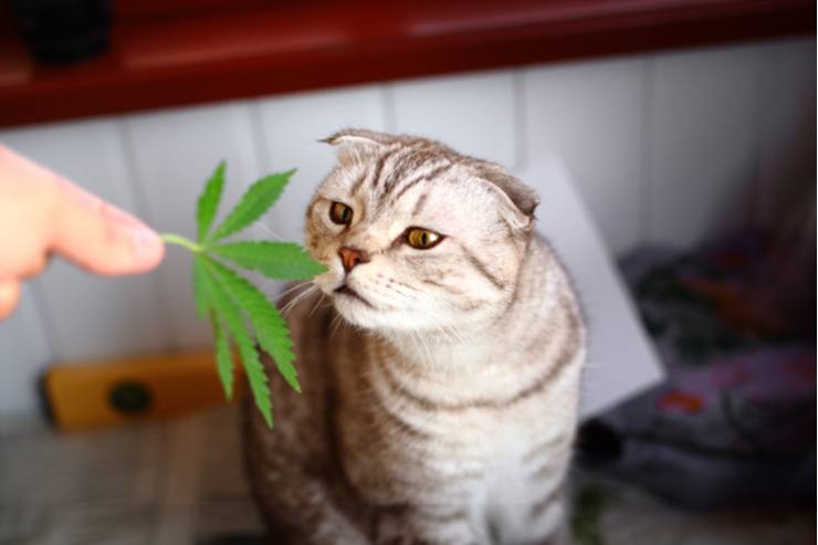 cannabis for pets