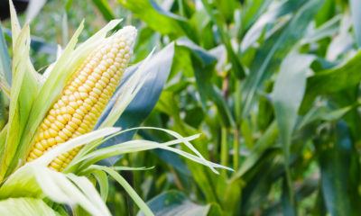 improved corn demand