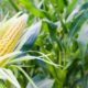 improved corn demand