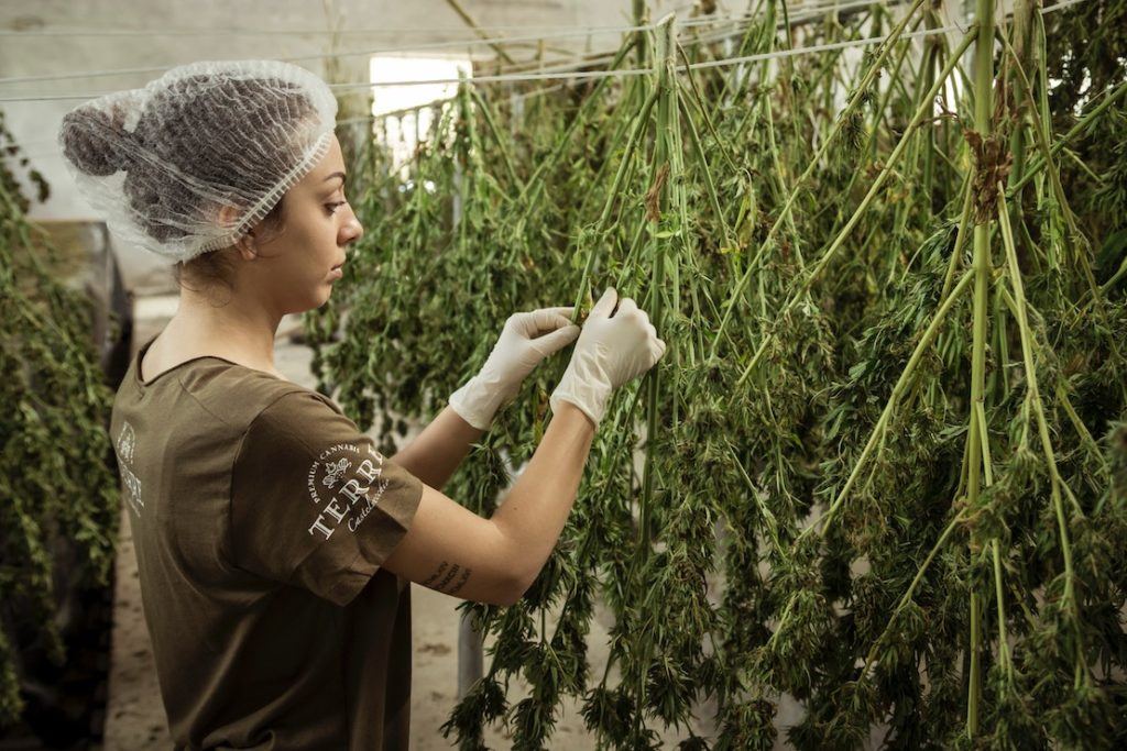 This picture show a person cultivating cannabis.