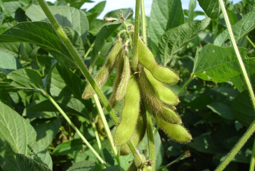 Soybean Grading Chart