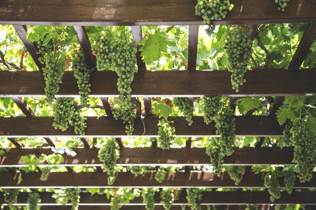 This picture shows many AMC grapes hanging from the ceiling.