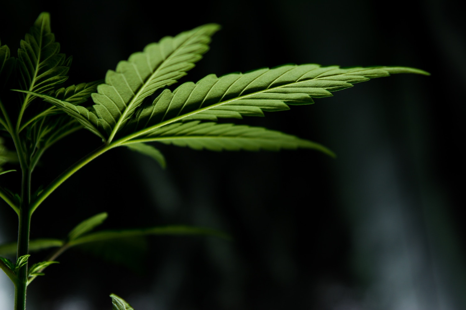 Positive clinical CBD results contribute to change in legislation