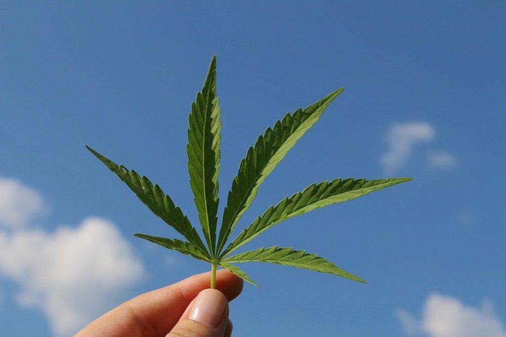 This picture show a cannabis plant leaf.