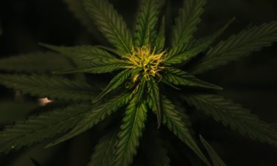 This picture show a cannabis plant.