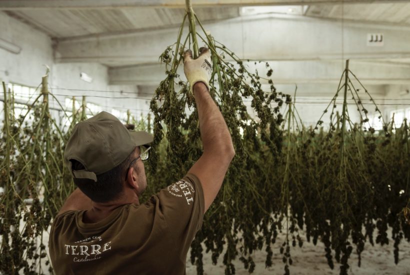 This picture show a man cultivating cannabis.