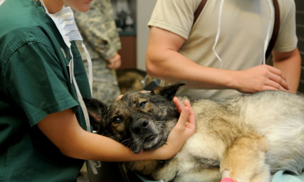 Brazil’s campaign to legalize cannabis use in veterinary medicine