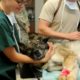 This picture show a veterinary treating a dog.