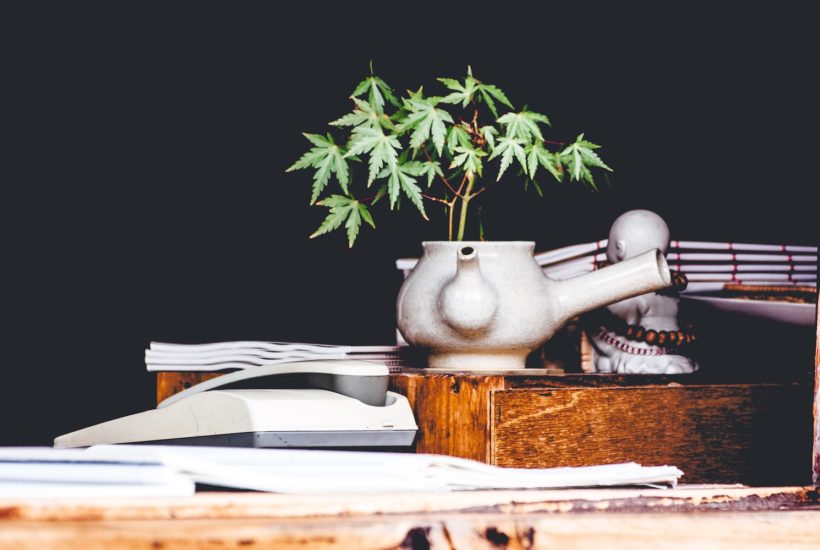 This picture show a cannabis plant on a teapot.