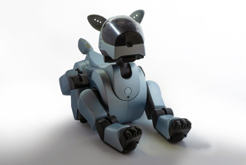 aibo robot cat