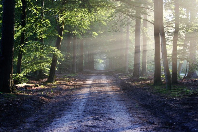 This picture show a road full of trees, representing sustainable solutions.