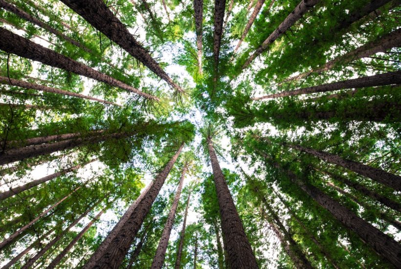 This picture show the treetops from the ground.