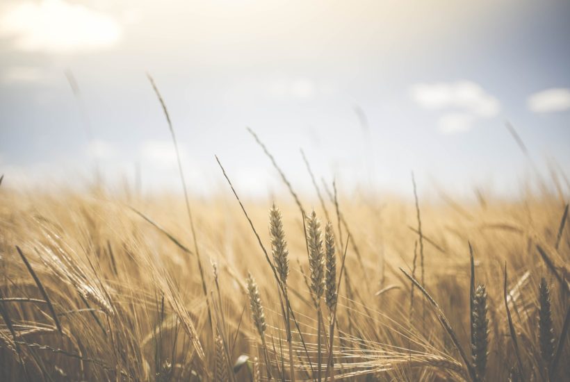 This picture show some wheat plants.