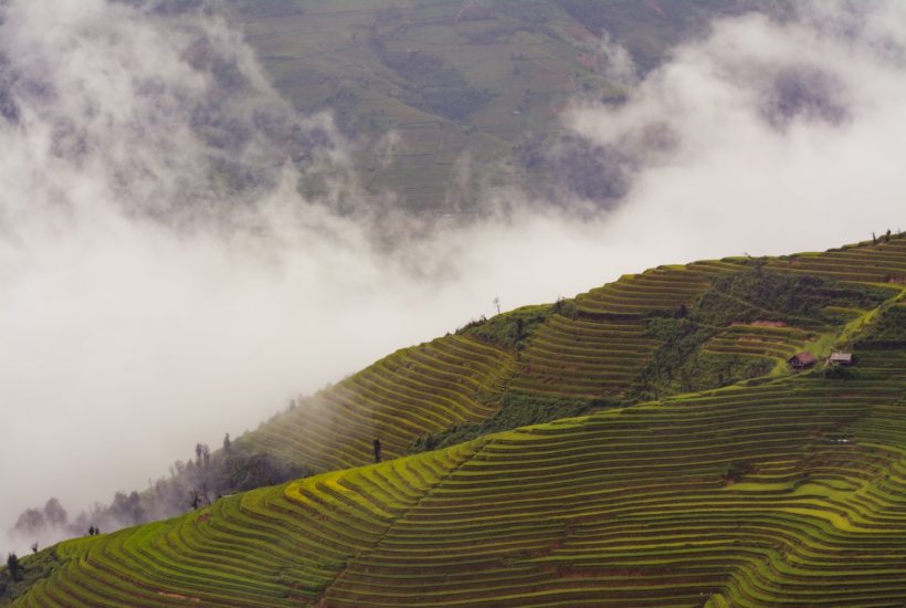 This picture show a rice field.