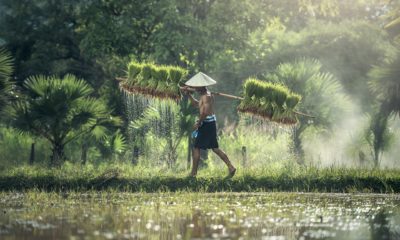 This picture show a person carrying rice.