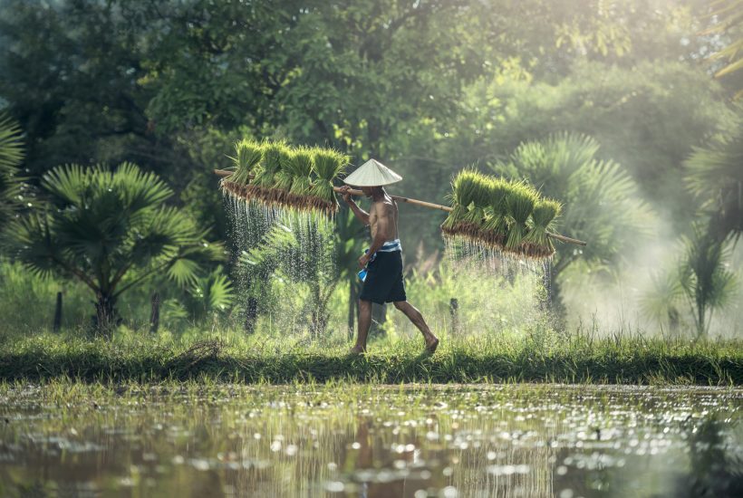 This picture show a person carrying rice.