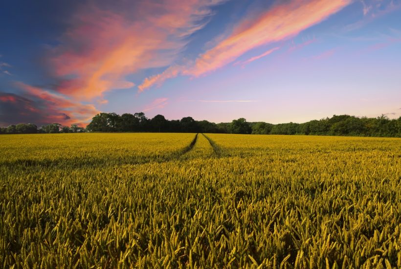 This picture show an agricultural field.