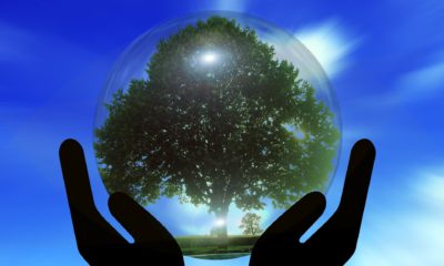 This picture show a tree inside a glass ball.