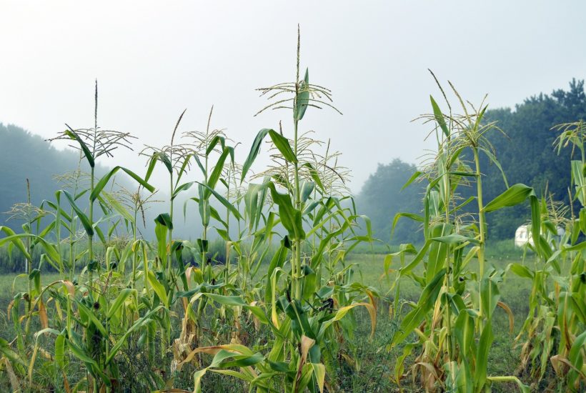 This picture show a corn plantation.